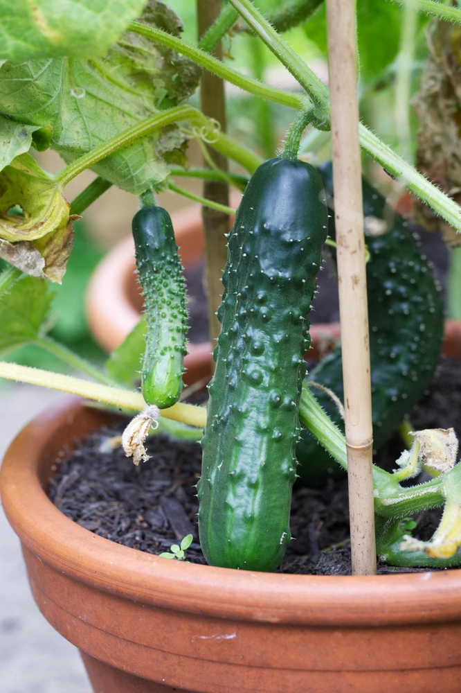 Как вырастить зимой огурцы на подоконнике | Источник: Legion Media