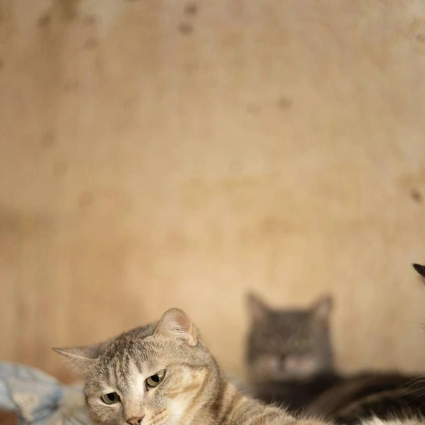 Источник: Елена Гасанова