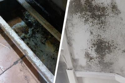 Arkhangelsk cafe shut down over sanitation hazards including rat droppings