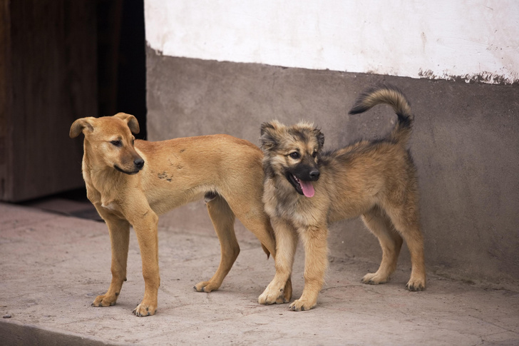 Трагедия в Сочи: как защитить детей от нападения собак — инструкция от кинолога