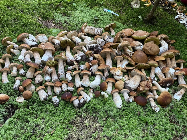 Такие грибы можно встретить на границе Московской и Калужской областей | Источник: Anatoly Akhmed / Грибы в Подмосковье 2025 / VK.com