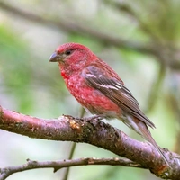 Малиновый «попугай» Севера: где и как живет щур