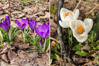 Нижний Новгород встречает весну первыми цветами