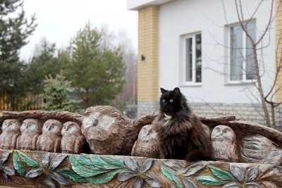 Кот Филимон: девять лет в Керженском заповеднике