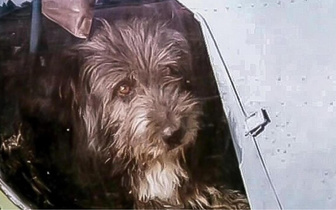 Чья собака? Тест: назовите советское кино по кадру с животным