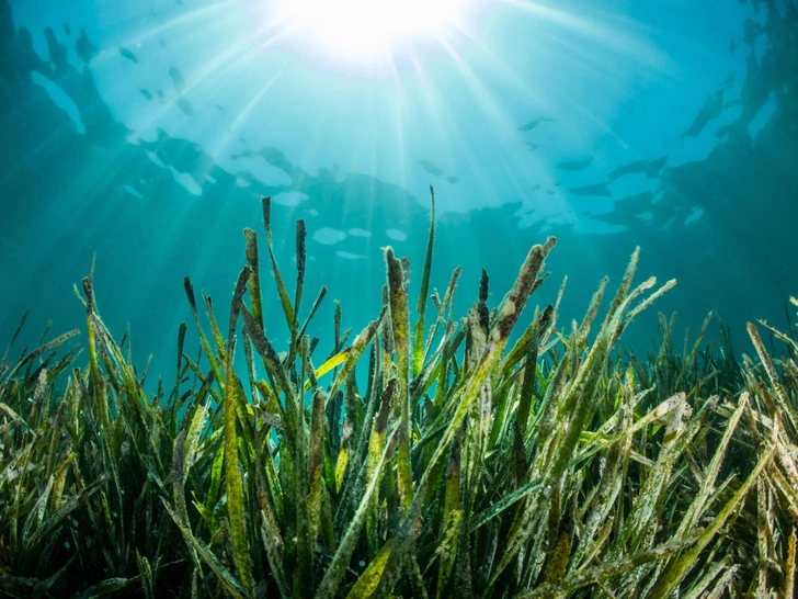 Водоросли Posidonia oceanica