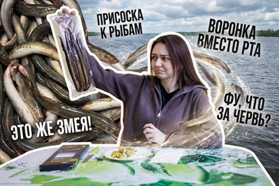 Минога: почему в России этот деликатес называют монстром?