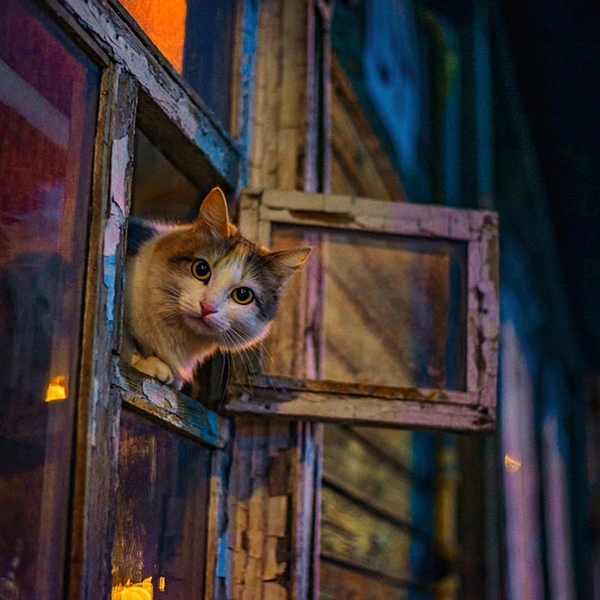 Кошка танцует, кошка кричит: 20 самых ярких снимков лауреатов ежегодной фотопремии 35awards, Всемирный день кошек, смешные фото кошек | Источник: Анастасия Бабенко