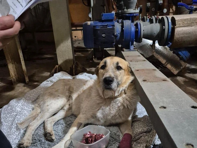 Через несколько недель Дедулю отдадут в новые семьи | Источник: читатель НГС