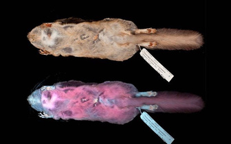 Белки-летяги научились светиться в ультрафиолете