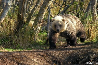На Камчатке медведь загрыз рыбака