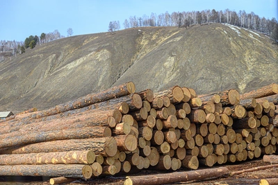 «Завалили уже Китай лесом»: омичи о резком сокращении древесины