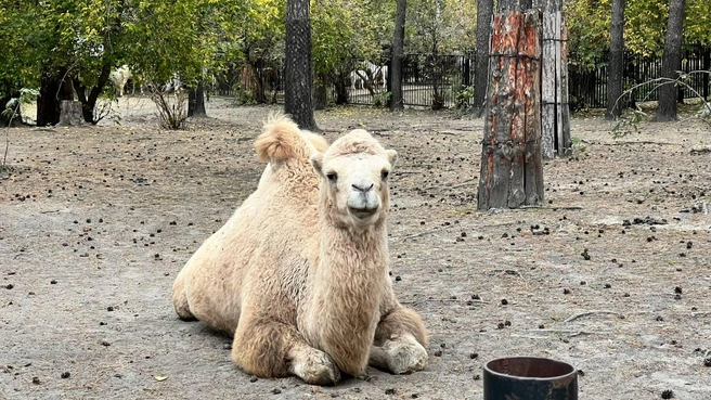 Источник: Анастасия Медведева / NGS.RU