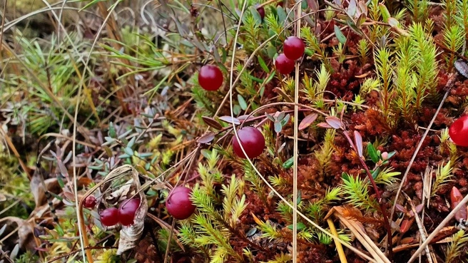 За урсоловой кислотой. Заморозки уже были, есть повод пойти на болото | Источник: Павел Глазков / «Каждой твари по паре»