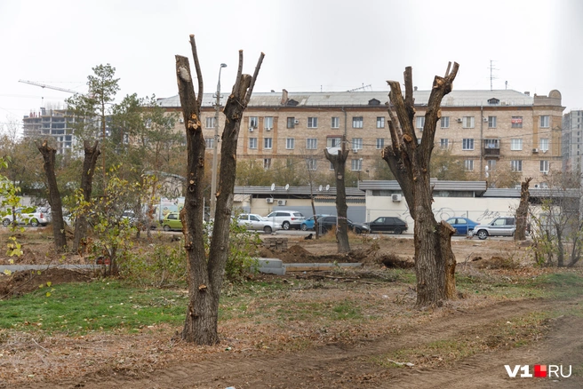 Самарцы возмущены тем, что происходит с деревьями в городе. Люди считают, что зеленые насаждения уродуют неправильным кронированием, а вырубку называют варварством | Источник: Алексей Волхонский / V1.RU