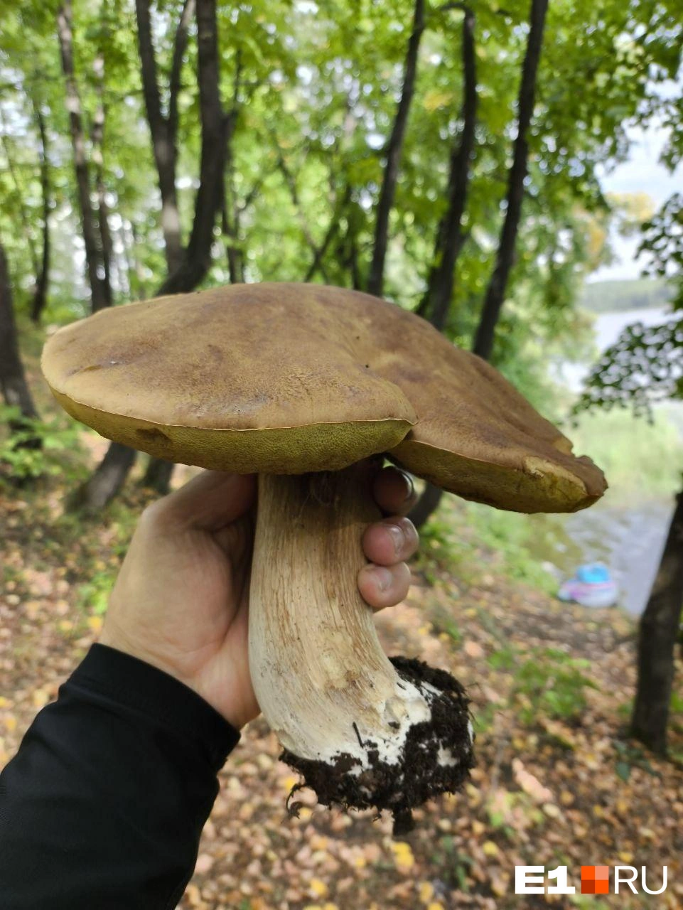 Этот экземпляр ещё больше! | Источник: читатель E1.RU 