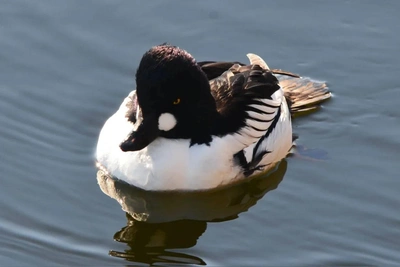 Волгоградский фотограф снял уток, зимовавших на Волге