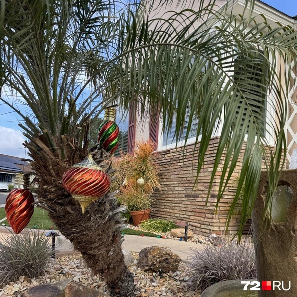 Еще одна особенность декорирования, которая сильно удивляет, когда пальмы и другие зеленые кустарники и деревья покрываются новогодними игрушками. | Источник: Читатель 72.RU