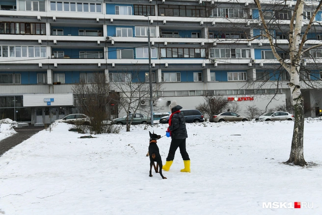 Впервые доберман был выведен в Германии. Его предназначение — служебная собака | Источник: Артем Устюжанин / MSK1.RU