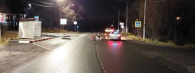 Источник: пресс-служба УМВД России по Мурманской области