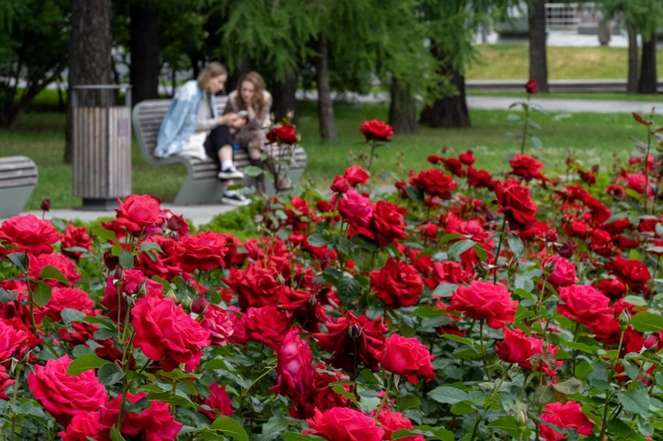 Где полюбоваться розами на ВДНХ: 5 лучших мест