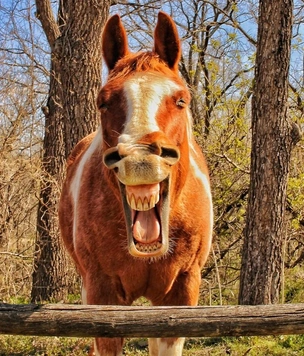 Самые ржачные лошадиные фото за всю историю конкурса Comedy Pet Photography Awards