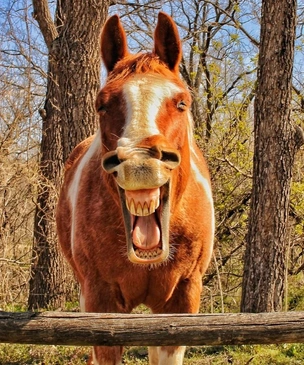 Это укатайка! Самые ржачные лошадиные фото в истории комичного конкурса Comedy Pet Photography Awards