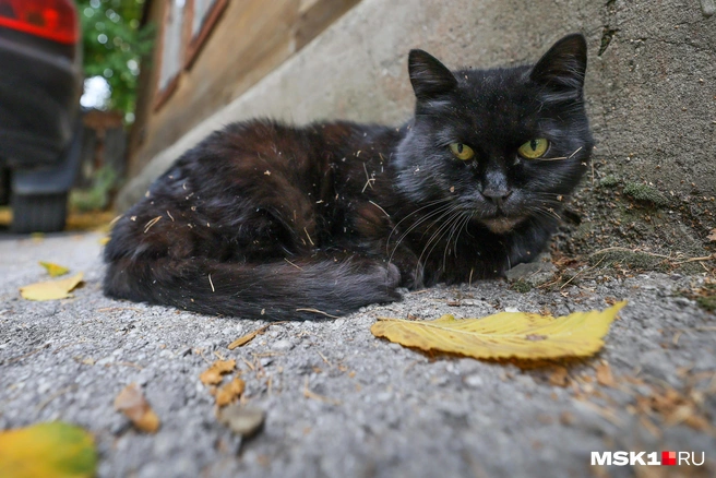 Во время карантина запрещено вывозить животных и проводить выставки | Источник: Артём Устюжанин / MSK1.RU