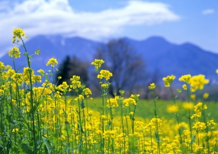 Фото №2 - Весна-красна: как облегчить жизнь при сезонной аллергии