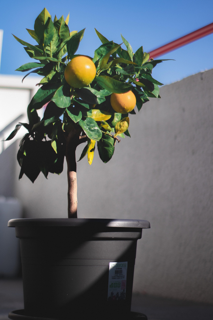 Как вырастить апельсиновое дерево у себя дома и в саду