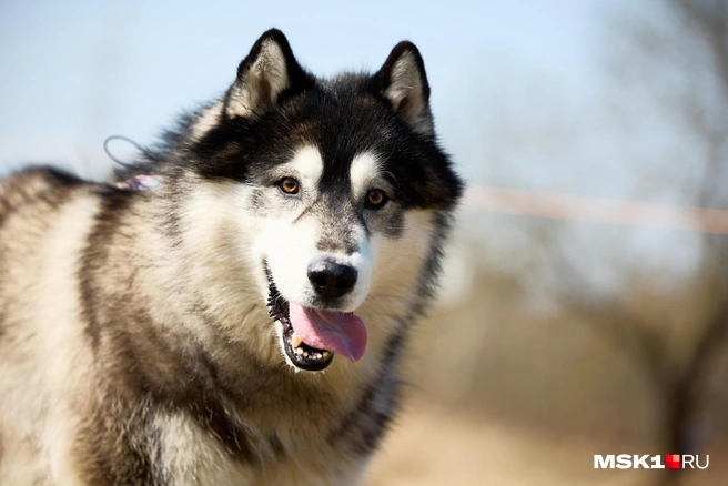 Проблема не в собаках, а в их хозяевах | Источник: Дмитрий Толстошеев / MSK1.RU