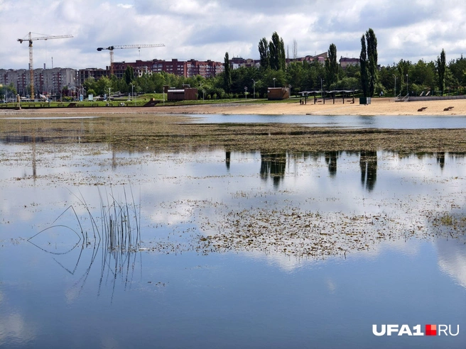 Уфимцы называют озеро болотом | Источник: Булат Салихов / UFA1.RU