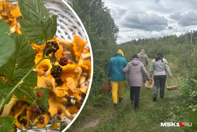 Большая часть группы в лесу бывает редко | Источник: Диана Храмцова / MSK1.RU