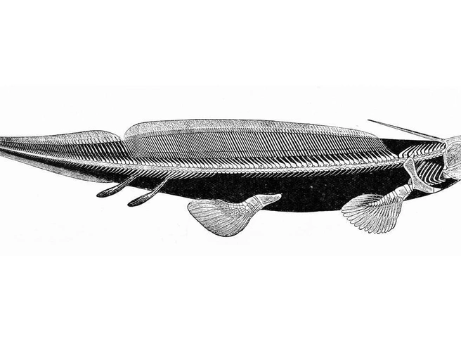 Реконструкция Pleuracanthus (синоним Xenacanthus) — еще одной древней акулы с характерным шипом на голове. | Источник: Wikimedia Commons / Sir Ray Lankester