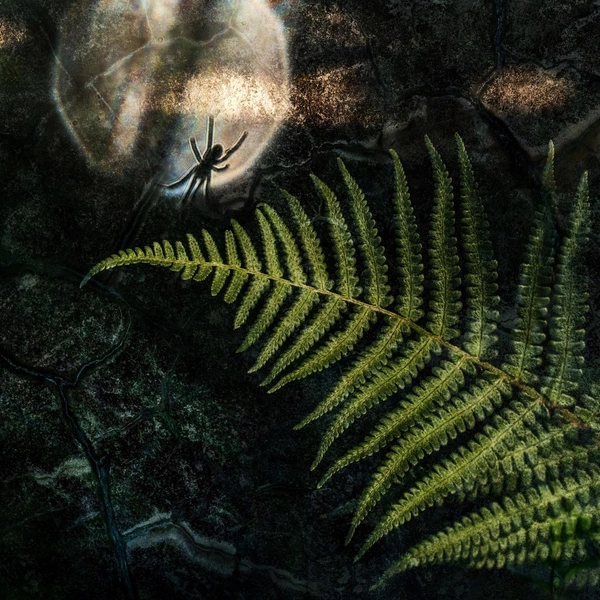 Источник: Timo Vesterinen / Vuoden Luontokuva 2025