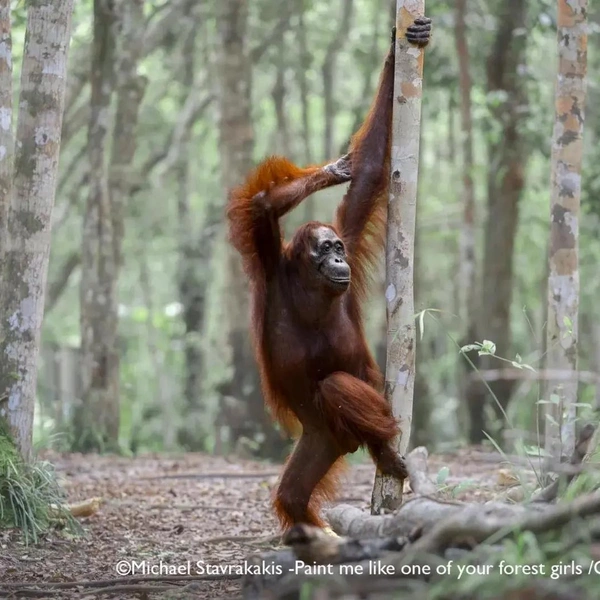 Источник: Nikon Comedy Wildlife Awards