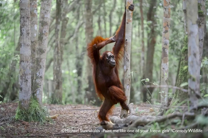 Самые смешные фото орангутанов в мире — победители Comedy Wildlife Photo Awards, Wildlife Photographer of the Year и World Nature Photo Awards за всю историю | Источник: Comedy Wildlife Photography Awards