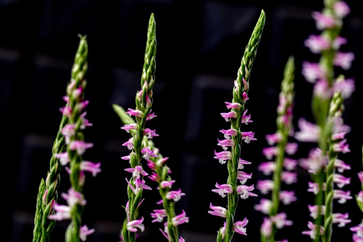 Скрученник китайский (Spiranthes sinensis) | Источник: kazunoriokazaki / Getty Images