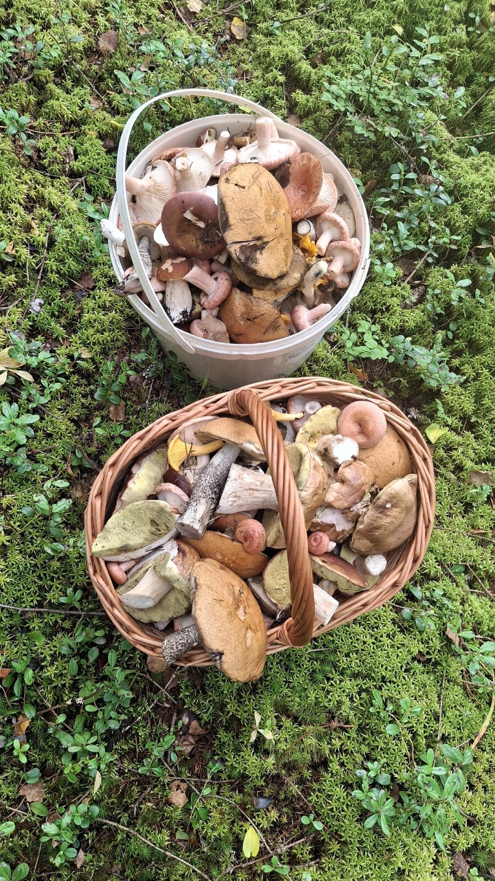 А вы уже ездили за грибами в этом году?  | Источник: Ваня Белов, Грибы Ярославской области 2025 / vk.com