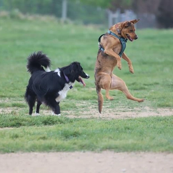 Источник: Corey Seeman / @comedypetphoto_awards