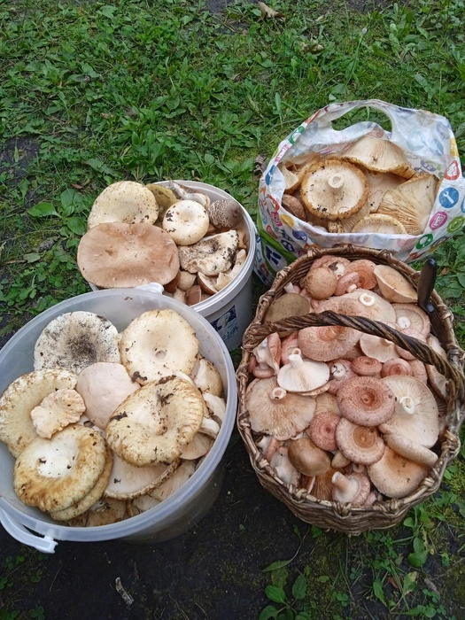 Эти грибы саратовцы собирали в Марксовском районе | Источник: Ольга Миронова