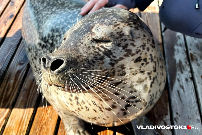 Узнали всю правду о жизни «семьи» ларг | Источник: Елена Буйвол / VLADIVOSTOK1.RU