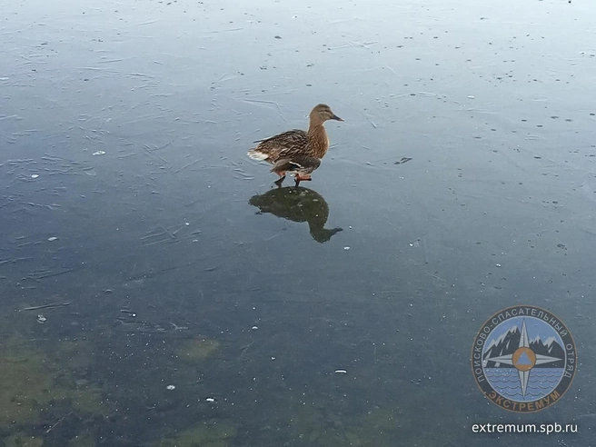 «Начинается сезон примерзающих птиц»: что делать, если увидели застрявших на льду пернатых | Источник: Кошкиспас / Телеграм