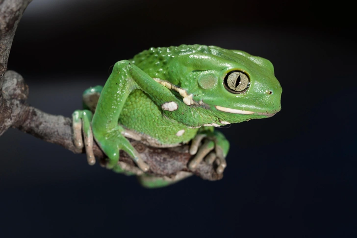 Источник: Shutterstock/Fotodom.ru