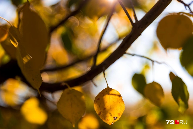 А вы делали в сентябре осеннюю фотосессию? | Источник: Ирина Шарова / 72.RU
