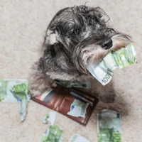 Счастье, которое можно купить за деньги: самые дорогие породы собак в мире