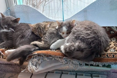 Новосибирцы показали фото котов: подборка