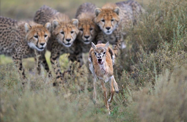 Источник: Grégoire Bouguereau / European Wildlife Photographer of the Year