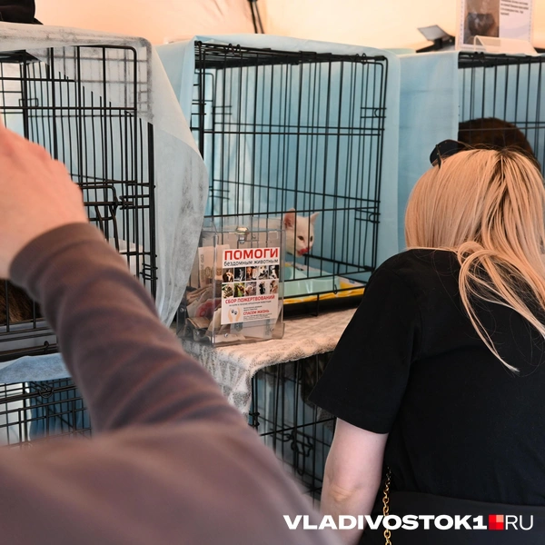 Источник: Алиса Князева / VLADIVOSTOK1.RU