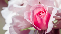 Уход за розами весной: 8 простых шагов